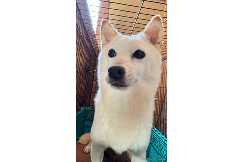 貴神姬ちゃん1枚目