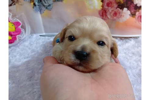 成約済の神奈川県のミックス犬-356049の23枚目