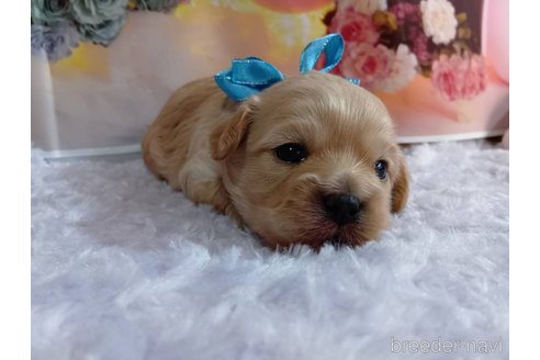 成約済の神奈川県のミックス犬-356049の22枚目