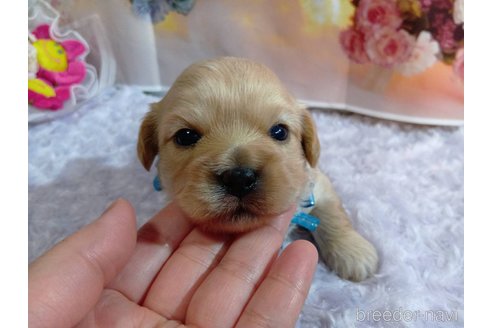 成約済の神奈川県のミックス犬-356049の21枚目
