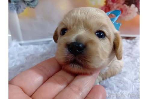成約済の神奈川県のミックス犬-356049の20枚目