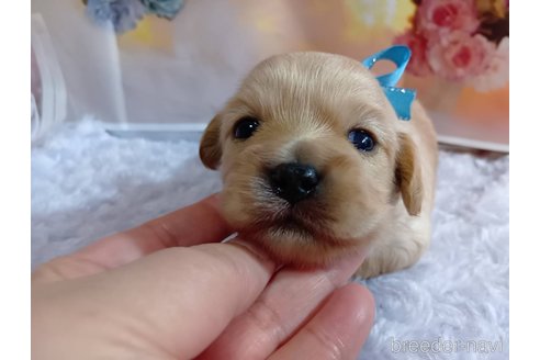 成約済の神奈川県のミックス犬-356049の19枚目