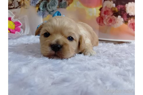 成約済の神奈川県のミックス犬-356049の17枚目