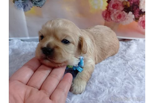 成約済の神奈川県のミックス犬-356049の16枚目