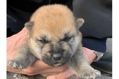 成約済の長崎県の柴犬-356055の2枚目