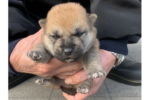 成約済の長崎県の柴犬-356055の4枚目