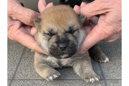 成約済の長崎県の柴犬-356055の3枚目