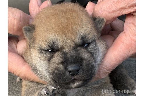 成約済の長崎県の柴犬-356055