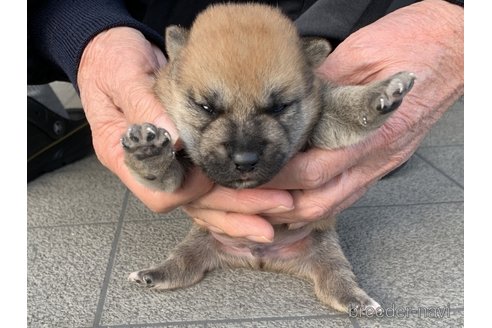 成約済の長崎県の柴犬-356055の5枚目