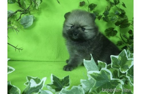 成約済の神奈川県のポメラニアン-356065の4枚目