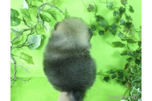 成約済の神奈川県のポメラニアン-356065の3枚目