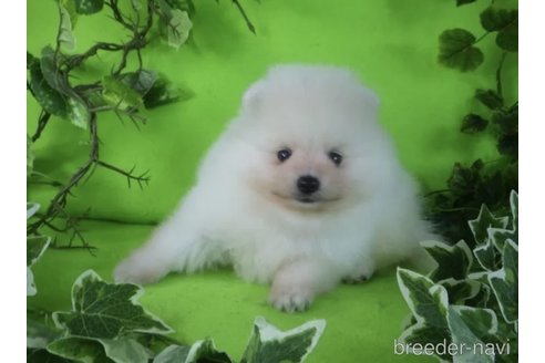 成約済の神奈川県のポメラニアン-356070の2枚目