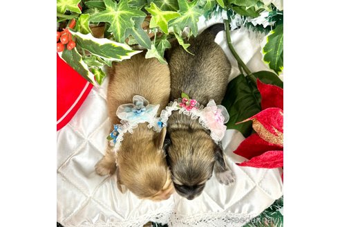 成約済の愛知県のチワックス:チワワ×ミニチュアダックスフンド-356074の6枚目