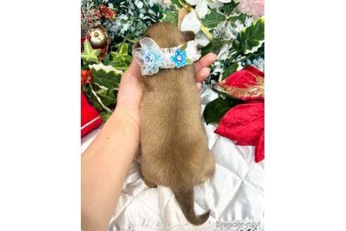 成約済の愛知県のチワックス:チワワ×ミニチュアダックスフンド-356074の7枚目