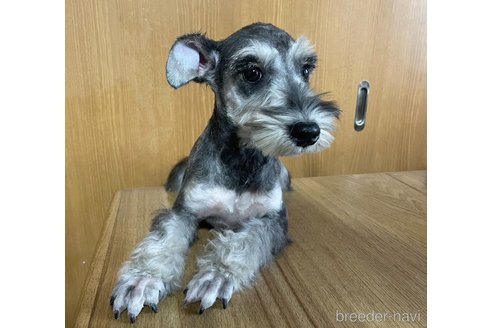 成約済の東京都のミニチュアシュナウザー-335611の4枚目