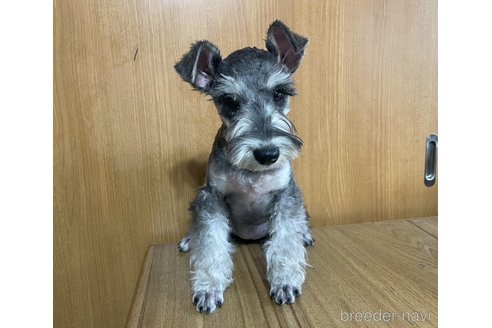 成約済の東京都のミニチュアシュナウザー-356073の7枚目