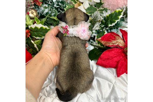 成約済の愛知県のチワックス:チワワ×ミニチュアダックスフンド-356075の5枚目