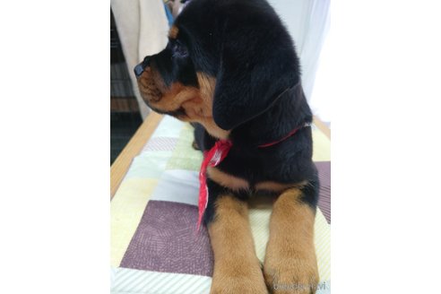 成約済の栃木県のロットワイラー-356081の5枚目