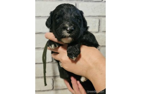 成約済の長野県のミックス犬-356114の4枚目