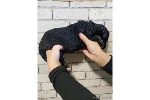 成約済の長野県のミックス犬-356114の6枚目