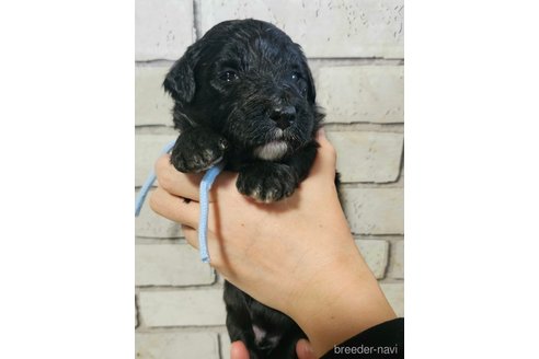 成約済の長野県のミックス犬-356115の3枚目