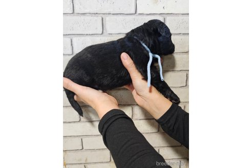成約済の長野県のミックス犬-356115の5枚目