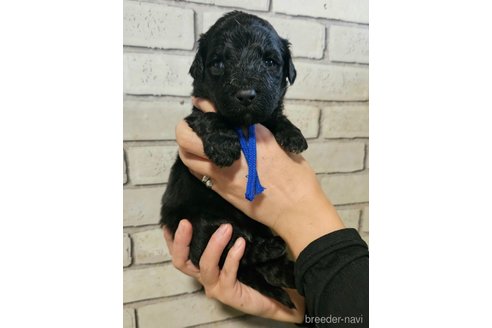 成約済の長野県のミックス犬-356116の4枚目