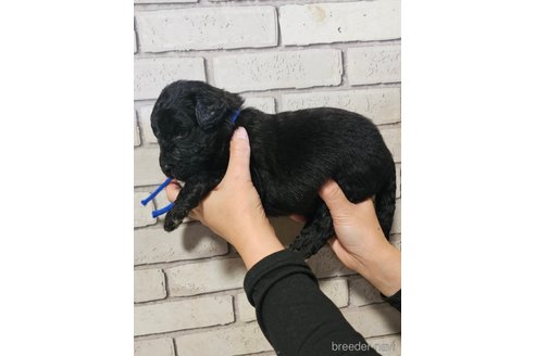 成約済の長野県のミックス犬-356116の5枚目