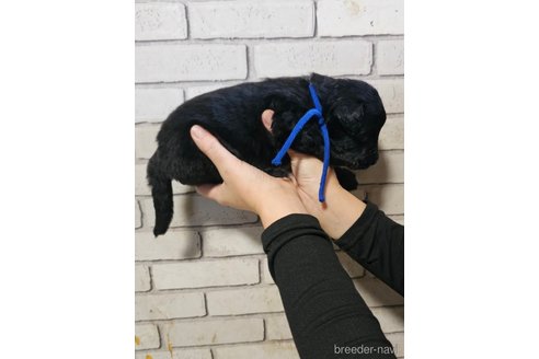 成約済の長野県のミックス犬-356116の6枚目