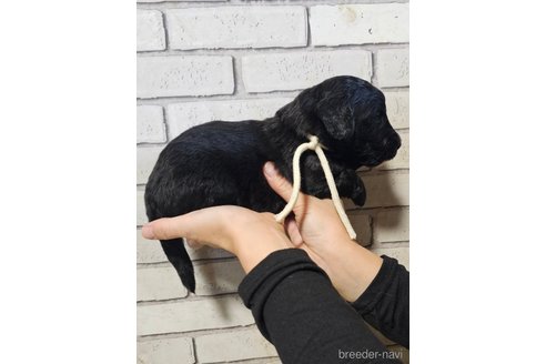 成約済の長野県のミックス犬-356117の4枚目