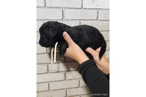 成約済の長野県のミックス犬-356117の5枚目