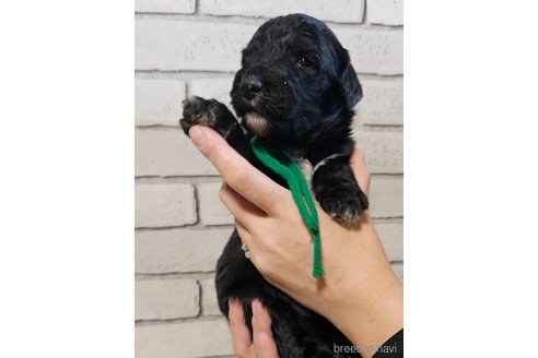 成約済の長野県のミックス犬-356118の3枚目