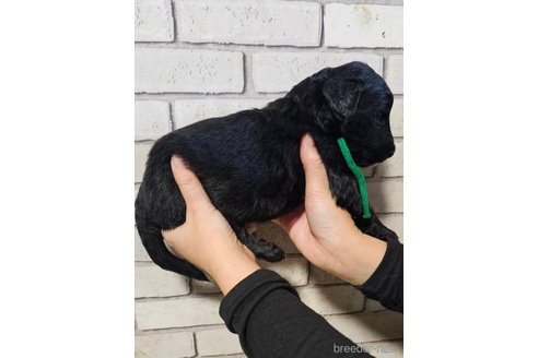 成約済の長野県のミックス犬-356118の4枚目