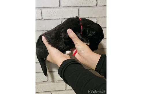 成約済の長野県のミックス犬-356119の5枚目