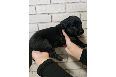 成約済の長野県のミックス犬-356120の3枚目