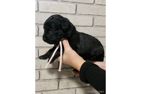 成約済の長野県のミックス犬-356120の4枚目