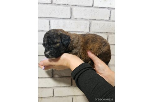 成約済の長野県のミックス犬-356121の5枚目