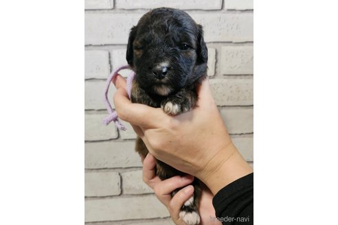 成約済の長野県のミックス犬-356121の6枚目