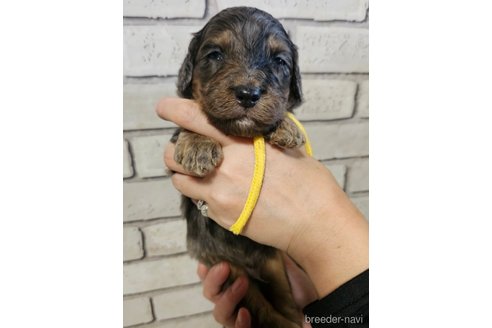 成約済の長野県のミックス犬-356123の12枚目