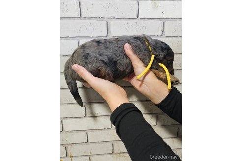 成約済の長野県のミックス犬-356123の13枚目