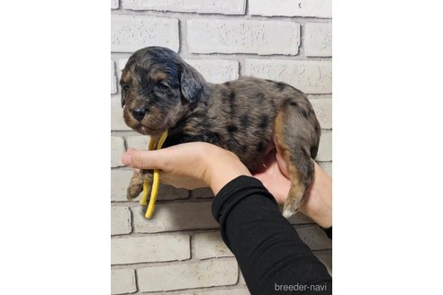 成約済の長野県のミックス犬-356123の14枚目