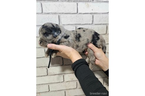 成約済の長野県のミックス犬-356124の5枚目
