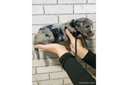 成約済の長野県のミックス犬-356124の6枚目