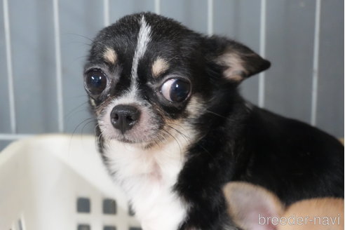 ランちゃんちゃん1枚目