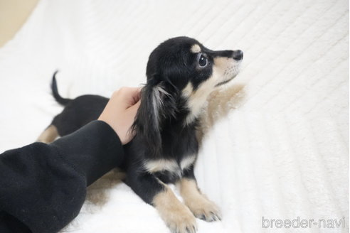 成約済の愛知県のチワックス:チワワ×ミニチュアダックスフンド-356159の5枚目