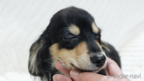 成約済の愛知県のチワックス:チワワ×ミニチュアダックスフンド-356161の5枚目