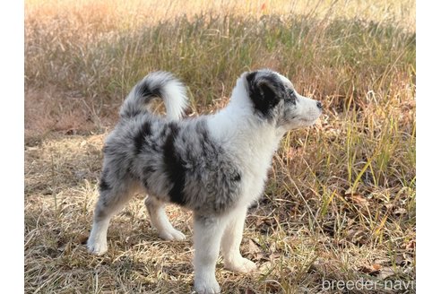 成約済の鹿児島県のボーダーコリー-348820の3枚目