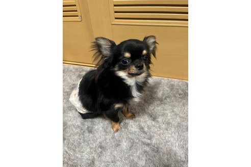 サスケくんくん1枚目