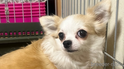 エミリちゃんちゃん1枚目