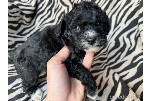成約済の茨城県のコッカプー:アメリカンコッカースパニエル×トイプードル-356173の3枚目
